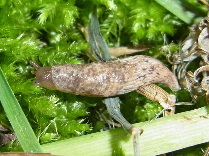 Genetzte Ackerschnecke (Grey Field Slug, Deroceras reticulatum); Foto: 03.05.2014, Bochum-Riemke