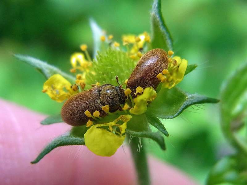 Großäugiger Himbeerkäfer (Raspberry Beetle, Byturus ochraceus); Foto: 11.06.2013, Bochum-Riemke