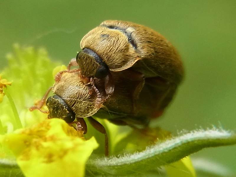 Großäugiger Himbeerkäfer (Pollen-feeding Beetle, Byturus ochraceus); Foto: 08.06.2014, Bochum-RiemkeRaspberry Beetle,
