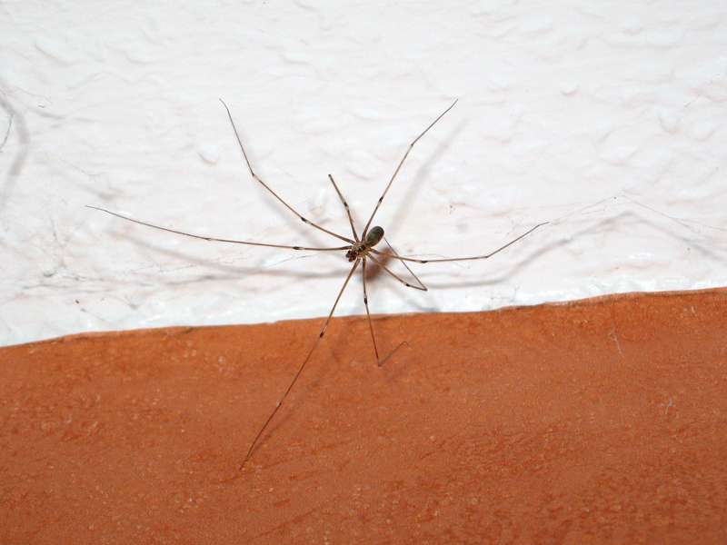 Große Zitterspinne (Long-bodied Cellar Spider, Pholcus phalangioides); Foto: 05.06.2007, Essen-Schönebeck