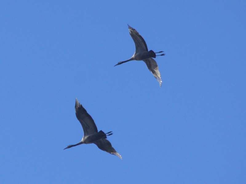 Ziehende Kraniche (Common Crane, Grus grus); Foto: 28.11.2014, Bochum-Riemke