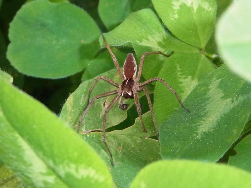 Männliche Listspinne (Nursery Web Spider, Pisaura mirabilis); Foto: 26.04.2014, Bochum-Riemke