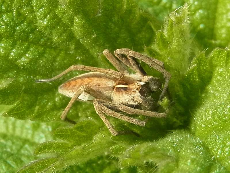 Männliche Listspinne (Nursery Web Spider, Pisaura mirabilis); Foto: 02.05.2015, Bochum-Riemke
