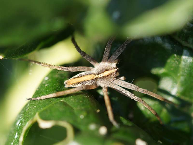Weibliche Listspinne (Nursery Web Spider, Pisaura mirabilis); Foto: 03.10.2014, Herne-Holthausen