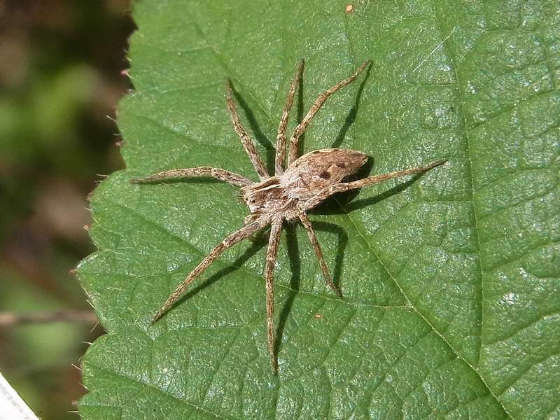 Weibliche Listspinne (Nursery Web Spider, Pisaura mirabilis); Foto: 22.09.2013, Bochum-Querenburg