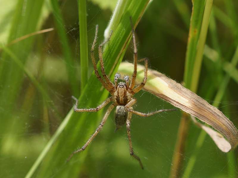 Weibliche Listspinne (Nursery Web Spider, Pisaura mirabilis); Foto: 26.06.2015, Bochum-Riemke