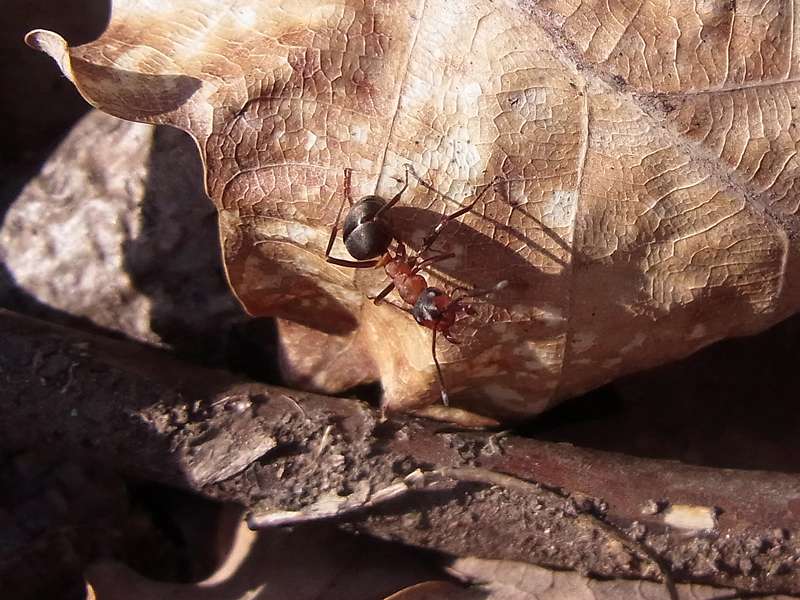 Rote Waldameise (Southern Wood Ant, Formica rufa); Foto: 01.04.2012, Drove