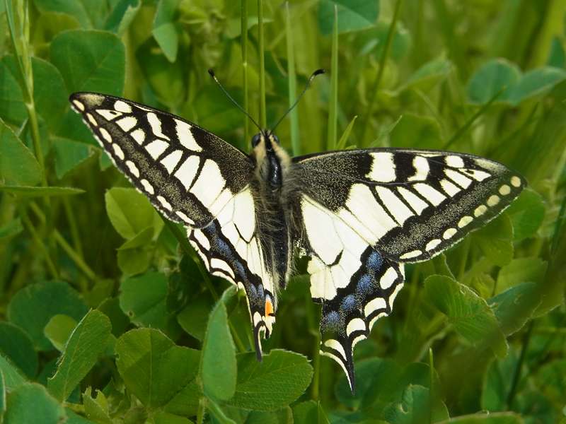 Schwalbenschwanz (Old World Swallowtail, Papilio machaon); Foto: 03.05.2014, Bochum-Riemke