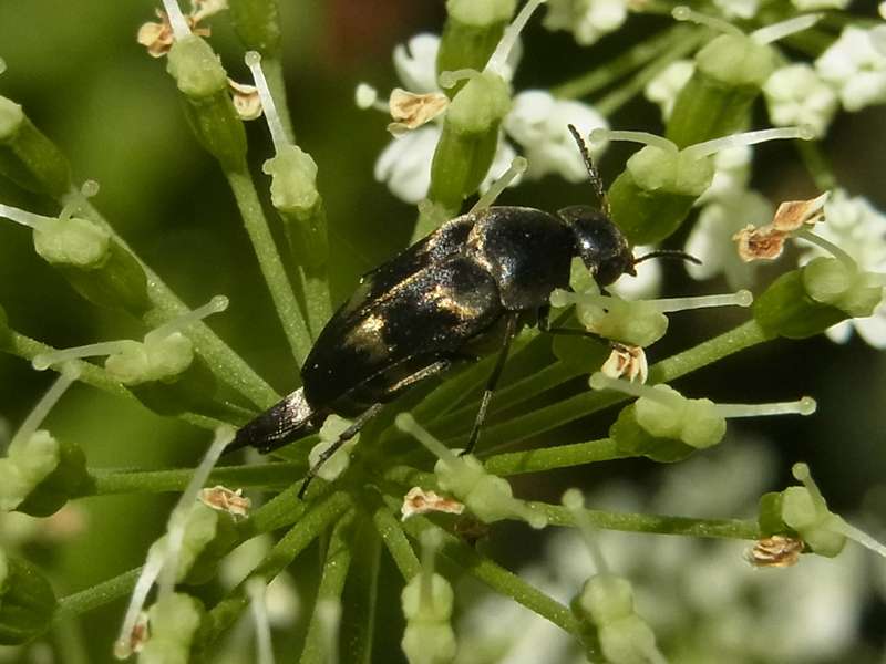 Gebänderter Stachelkäfer (Pale-banded Tumbling Flower Beetle, Variimorda villosa); Foto: 22.06.2014, Bochum-Dahlhausen