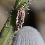 Echte Sackträger (Bagworm Moths, Psychidae)