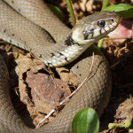 Reptilien (Reptiles, Reptilia)