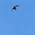 Segler (Swifts, Apodidae)