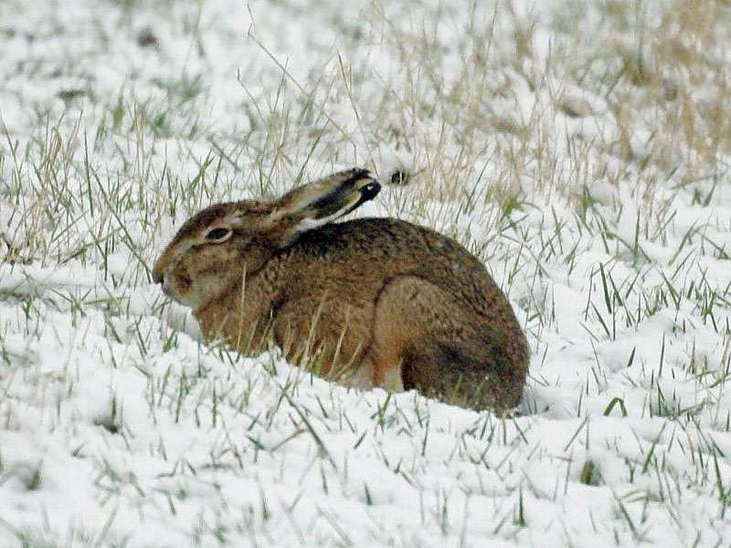 Feldhase (European Hare, Lepus europaeus); Foto: 03.01.2010, Düsseldorf-Himmelgeist