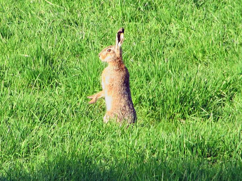 Feldhase (European Hare, Lepus europaeus); Foto: 10.04.2010, Düsseldorf-Himmelgeist