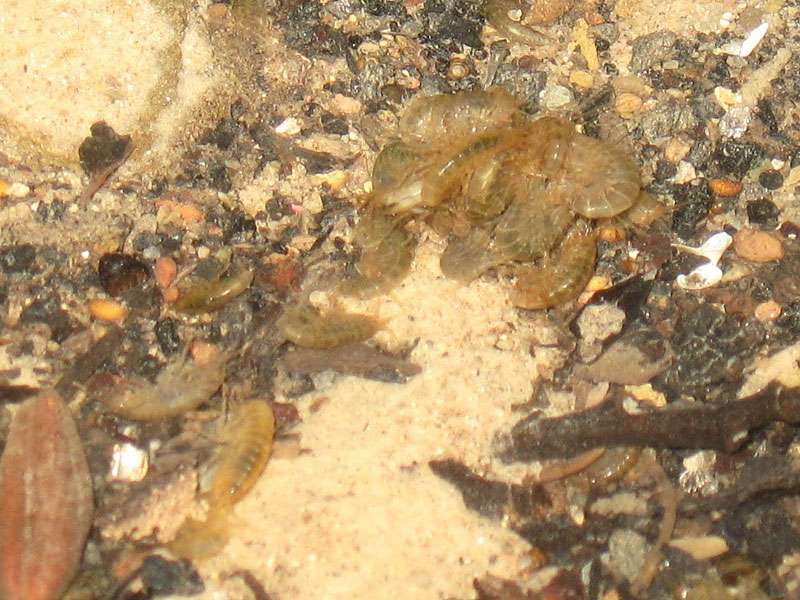 Flohkrebs (Freshwater Shrimp, Gammarus sp.); Foto: 21.07.2009, NSG Neandertal, Erkrath-Millrath
