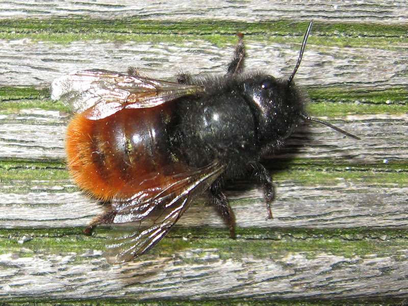 Weibliche Gehörnte Mauerbiene (Hornfaced Bee, Osmia cornuta); Foto: 14.04.2009, Düsseldorf-Grafenberg