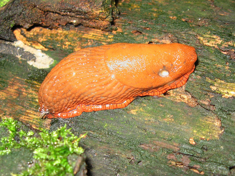 Rote Wegschnecke (Red Slug, Arion rufus); Foto: 10.07.2008, Düsseldorf-Ludenberg