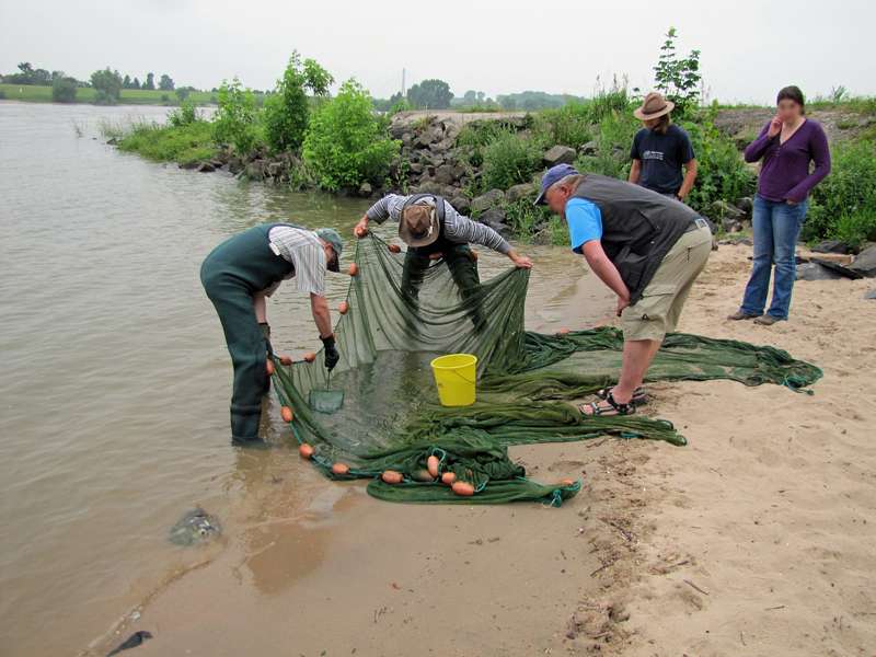 Die Experten inspizieren das Netz am Rheinufer, die Tiere wurden nach dem Bestimmen sofort wieder freigelassen; Foto: 12.06.2010, Düsseldorf-Himmelgeist