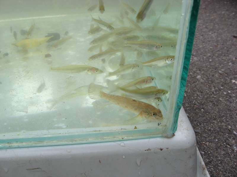Jungfische im Bestimmungs-Aquarium anlässlich des GEO-Tags der Artenvielfalt 2010 im NSG Himmelgeister Rheinbogen; Foto: 12.06.2010, Düsseldorf-Himmelgeist