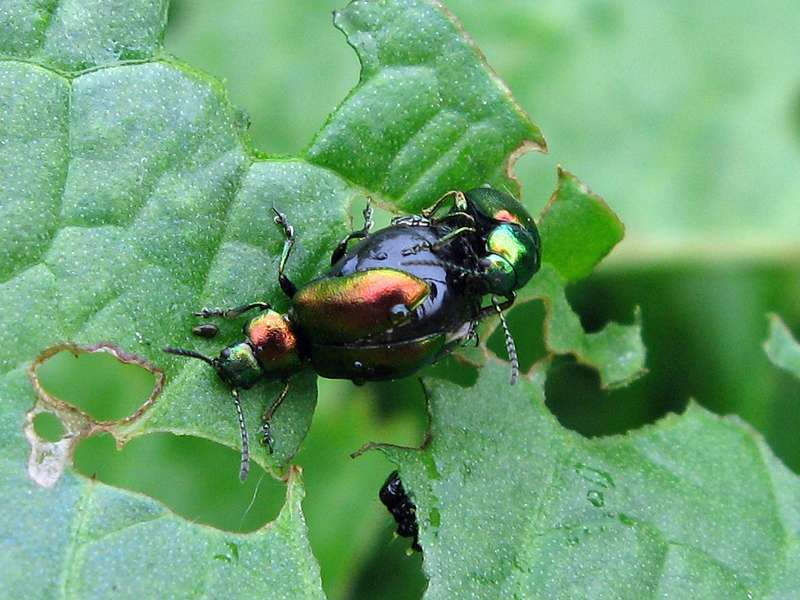 Zwei Grüne Sauerampferkäfer (Green Dock Leaf Beetle, Gastrophysa viridula) bei der Paarung  im NSG Himmelgeister Rheinbogen; Foto: 12.06.2010, Düsseldorf-Himmelgeist