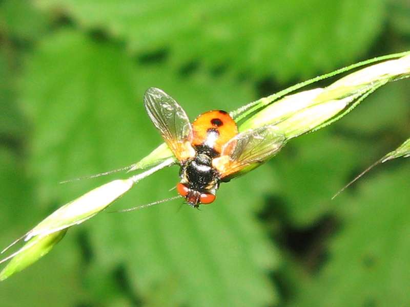 Rundliche Wanzenfliege (Ladybird Tachinid Fly, Gymnosoma rotundatum); Foto: 12.06.2010, Düsseldorf-Himmelgeist