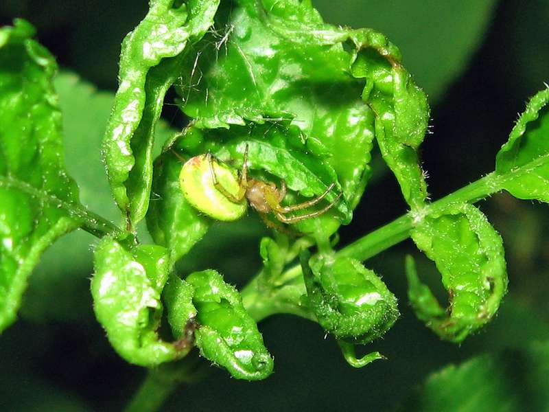 Kürbisspinne (Cucumber Green Spider, Araniella sp.) im NSG Himmelgeister Rheinbogen; Foto: 12.06.2010, Düsseldorf-Himmelgeist