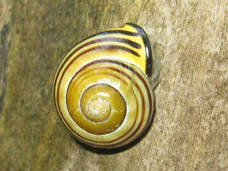 Hain-Bänderschnecke (Brown-lipped Snail, Cepaea nemoralis); Foto: 24.05.2010, Düsseldorf-Hubbelrath