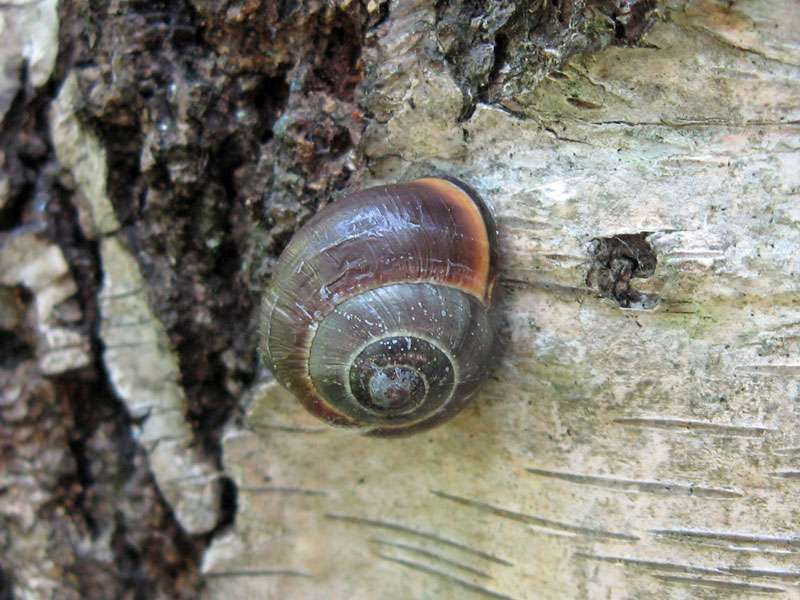 Hain-Bänderschnecke (Brown-lipped Snail, Cepaea nemoralis); Foto: 28.05.2011, Düsseldorf-Ludenberg