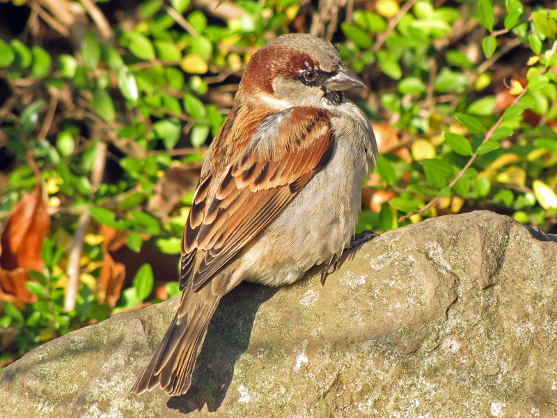 Männlicher Haussperling (House Sparrow, Passer domesticus); Foto: 12.11.2011, Köln-Riehl