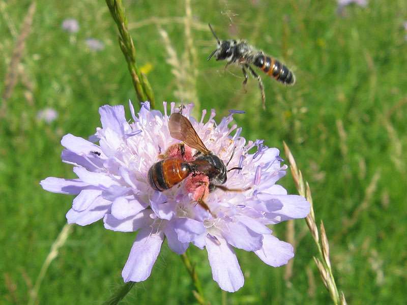 Weibliche Knautien-Sandbiene (Large Scabious Mining Bee, Andrena hattorfiana); Foto: 13.06.2010, Düsseldorf-Himmelgeist