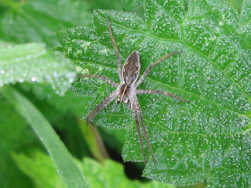 Listspinne (Nursery Web Spider, Pisaura mirabilis); Foto: 09.10.2011, Köln-Brück