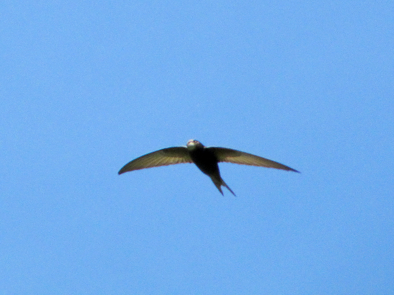 Mauersegler (Common Swift, Apus apus); Foto: 10.06.2012, Köln-Brück