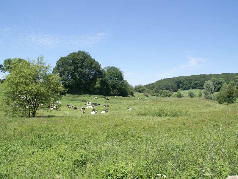 Landwirtschaftlich genutzte Fläche im Morper Bachtal; Foto 13.06.2009, Erkrath-Reutersberg