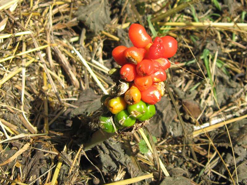 Früchte des Gefleckten Aronstabs (Arum maculatum) im Morper Bachtal; Foto: 04.07.2009, Erkrath-Reutersberg