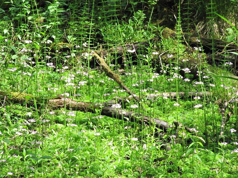 Europäische Wasserfeder (Hottonia palustris) im Morper Bruch; Foto: 24.05.2010, Erkrath-Reutersberg