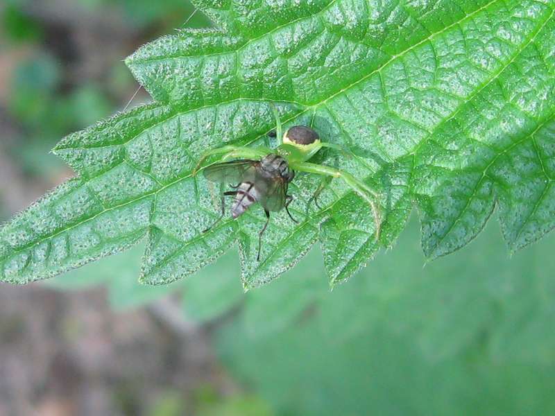 Weibliche Grüne Krabbenspinne (Green Crab Spider, Diaea dorsata); Foto: 23.05.2010, Erkrath-Millrath