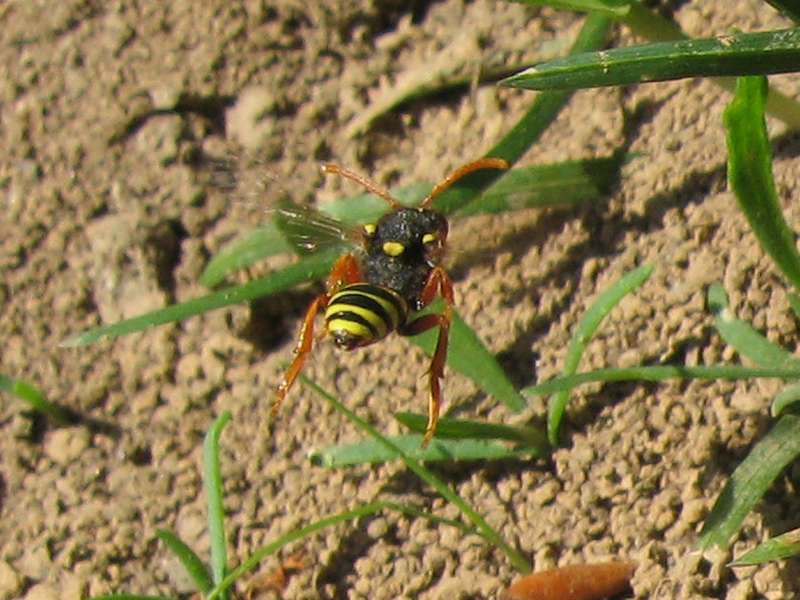 Weibliche Gewöhnliche Wespenbiene (Painted Nomad Bee, Nomada fucata); Foto: 18.04.2010, Düsseldorf-Himmelgeist