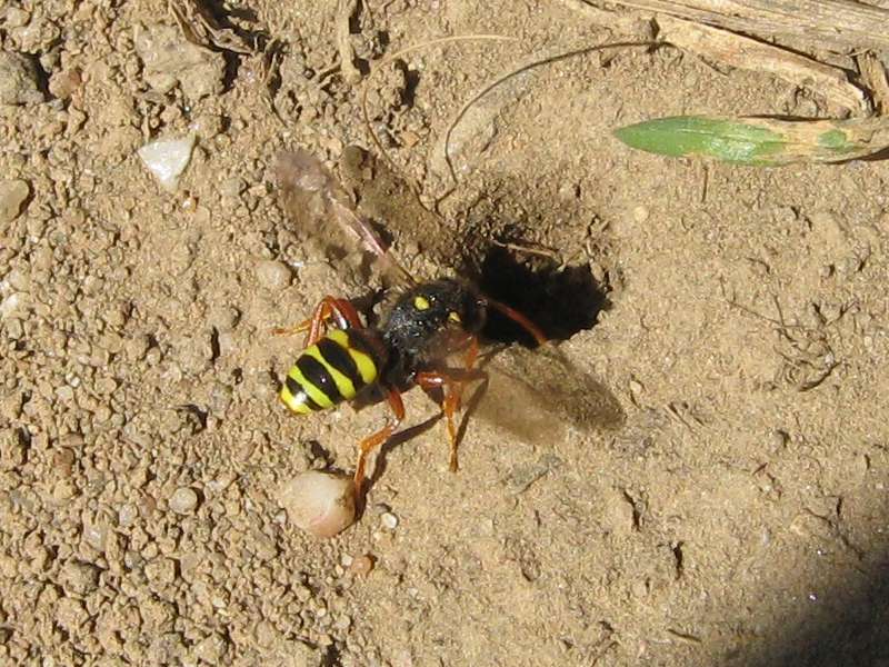 Weibliche Gewöhnliche Wespenbiene (Painted Nomad Bee, Nomada fucata); Foto: 18.04.2010, Düsseldorf-Himmelgeist