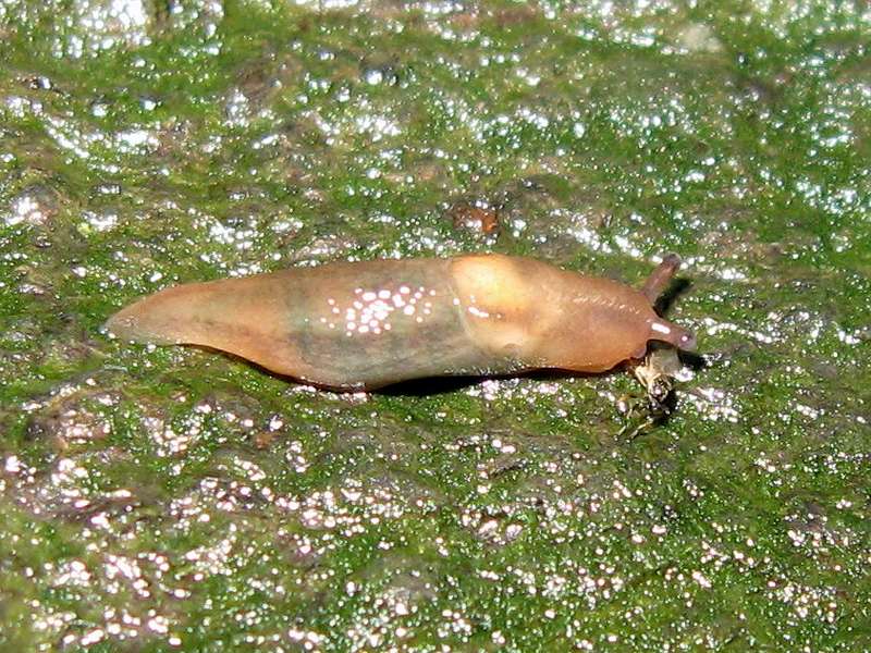 Pilzschnegel (Lemon Slug, Malacolimax tenellus); Foto: 07.10.2008, Erkrath-Reutersberg