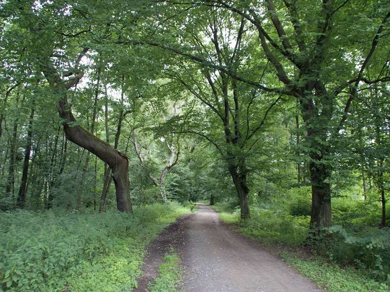 Gehölz im Naturschutzgebiet Rahmer Benden; Foto: 20.07.2009, Düsseldorf-Angermund