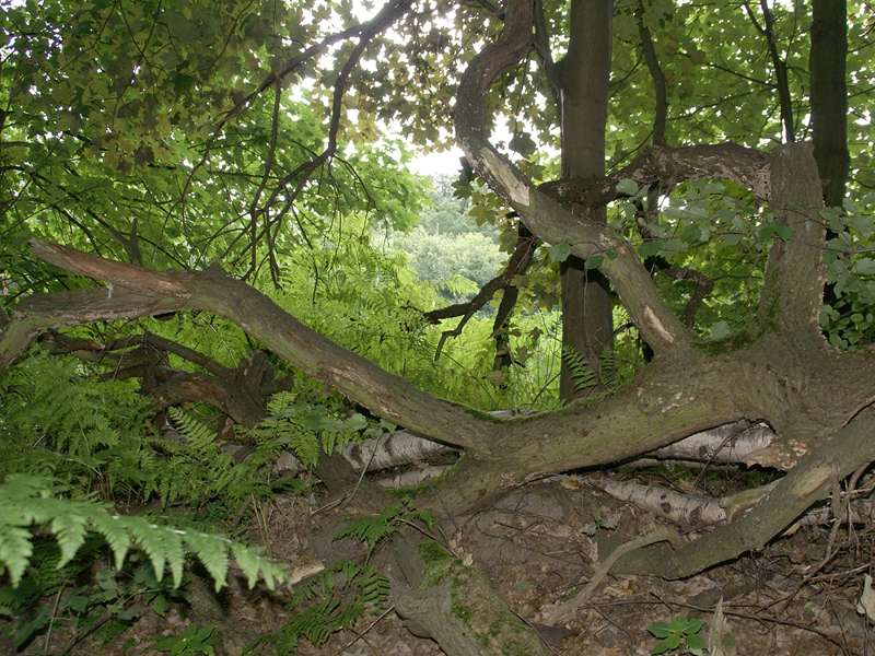 Totholz im Naturschutzgebiet Rahmer Benden; Foto: 20.07.2009, Düsseldorf-Angermund