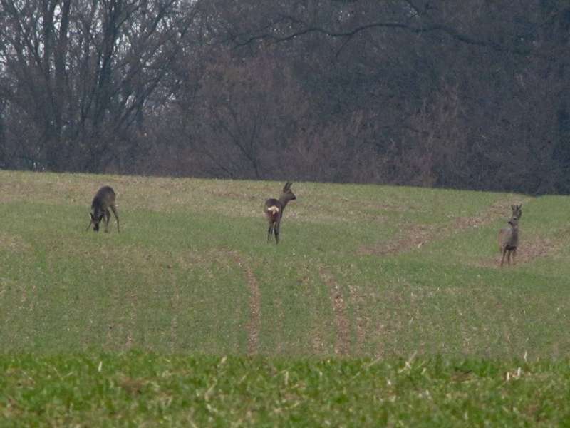 Reh (Roe Deer, Capreolus capreolus), rechts ist ein Männchen (Bock) zu sehen, die beiden anderen Tiere sind weiblich; Foto: 05.03.2011, Düsseldorf-Hubbelrath