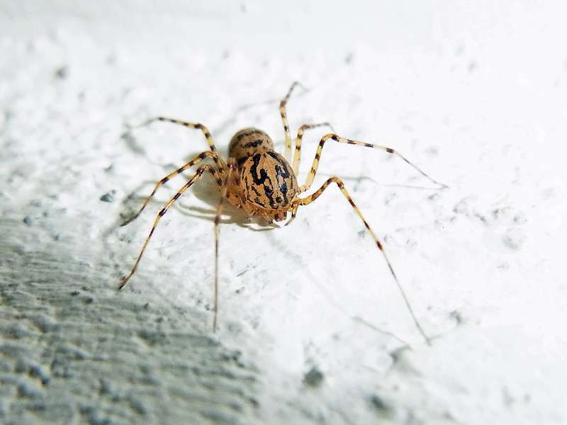 Leimschleuderspinne (Spitting Spider, Scytodes thoracica); Foto: 11.03.2012, Köln-Brück