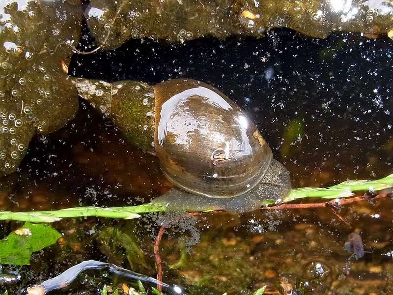 Spitzschlammschnecke (Great Pond Snail, Lymnaea stagnalis); Foto: 22.07.2012, Troisdorf-Altenrath