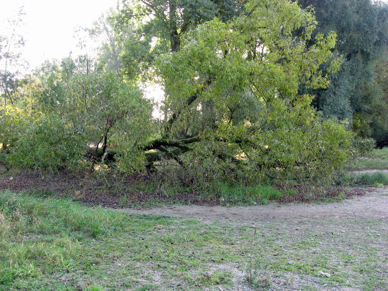 Weide (Salix sp.) am Rheinufer; Foto: 25.09.2009, Düsseldorf-Urdenbach