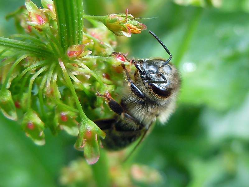 Arbeiterin der Westlichen Honigbiene (Western Honey Bee, Apis mellifera); Foto: 19.06.2010, Düsseldorf-Gerresheim