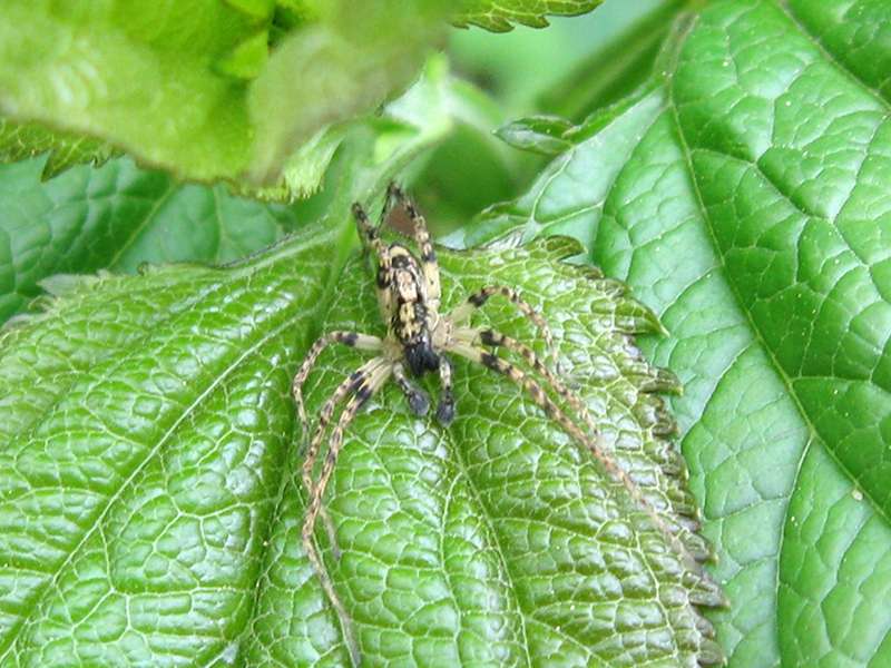 Männliche Vierfleck-Zartspinne (Buzzing Spider, Anyphaena accentuata); Foto: 18.04.2009, Düsseldorf-Ludenberg