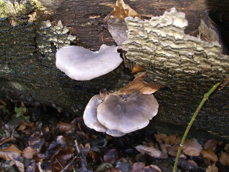 Austernseitling (Oyster Mushroom, Pleurotus ostreatus); Foto: 14.03.2009, Düsseldorf-Ludenberg