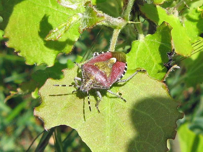 Beerenwanze (Hairy Shieldbug, Dolycoris baccarum); Foto: 23.05.2010, Elmpt, Niederkrüchten