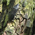 Düsterkäfer (False Darkling Beetles, Melandryidae)